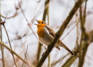 Śpiew ptaków – różnorodność i spokój do snu śpiew ptaków do usypiania dzieci