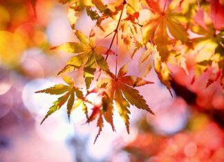 Szum liści do snu – jesienne drzemki biały szum liści do usypiania niemowląt