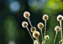 Jakie herbatki dla miesięcznego dziecka? Jakie herbatki dla miesięcznego dziecka?