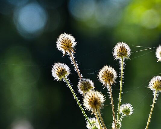 Jakie herbatki dla miesięcznego dziecka?