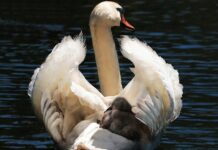 Kiedy wyciągnąć poduszki z fotelika? Kiedy wyciągnąć poduszki z fotelika?