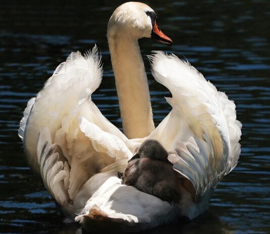 Kiedy wyciągnąć poduszki z fotelika? Kiedy wyciągnąć poduszki z fotelika?