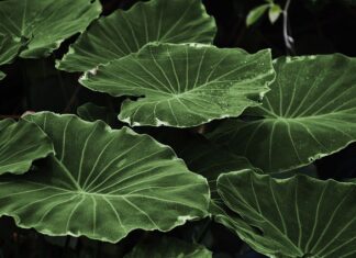 Co zrobić na Dzień Ziemi w przedszkolu?