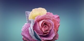 Czym się rożni esencja od emulsji?