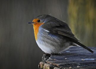 Jakie gry dla 12 latka?