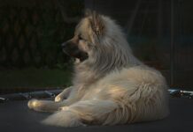 Czy dziewczynki mogą skakać na trampolinie?