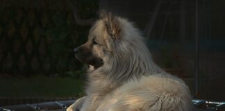 Czy dziewczynki mogą skakać na trampolinie?