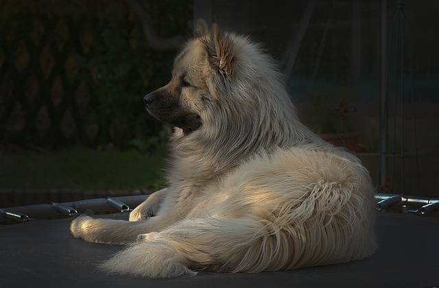 Czy dziewczynki mogą skakać na trampolinie? Czy dziewczynki mogą skakać na trampolinie?