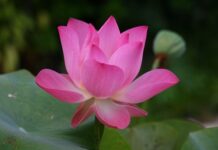 Jak się mówi po angielsku biurko? Jak się mówi po angielsku biurko?