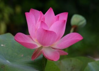 Jak się mówi po angielsku biurko?