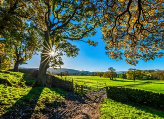 Co daje tor sensoryczny?