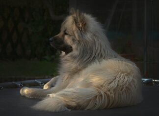 Co zamiast trampoliny?