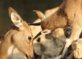Jak uniknąć otarć na stopach?