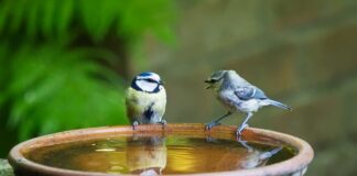 Jak się mówi po angielsku globus?