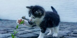 Gdzie kupić małe gumki do włosów?