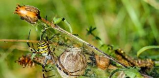 Co zamiast jedwabiu do włosów?