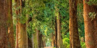 Na jakim drzewie domek na drzewie?