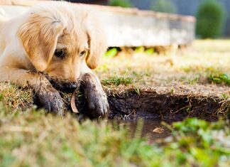 Ile zabawek dla szczeniaka? Ile zabawek dla szczeniaka?
