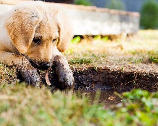 Ile zabawek dla szczeniaka?