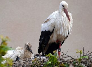 Jakie grzechotki dla noworodka?