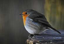 Co zrobić z 12 latkiem w domu? Co zrobić z 12 latkiem w domu?