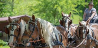 Jak zrobić drewnianą klatkę dla królików?