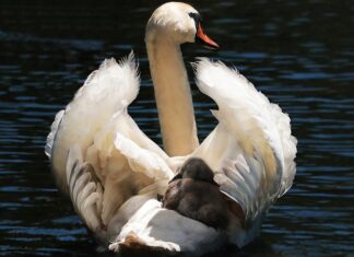 Ile za brak fotelika? Ile za brak fotelika?