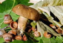 Jak formować filc? Jak formować filc?