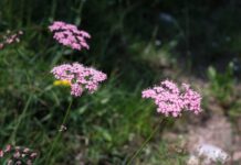 Kto gdzie mieszka Roter kafer? Kto gdzie mieszka Roter kafer?