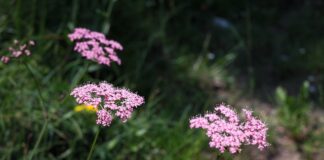 Kto gdzie mieszka Roter kafer?