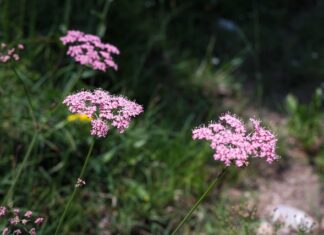Kto gdzie mieszka Roter kafer?