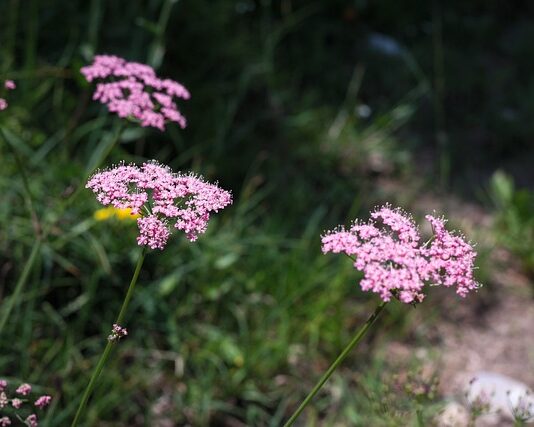 Kto gdzie mieszka Roter kafer?