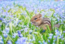 Jak po angielsku nazywa się wiewiórka? Jak po angielsku nazywa się wiewiórka?