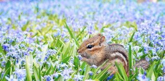 Jak po angielsku nazywa się wiewiórka?