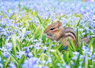 Jak po angielsku nazywa się wiewiórka?