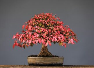 Jak często dawać psu gryzaki?