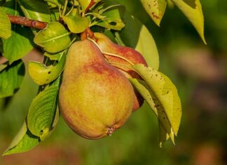 Jakie odżywki do emulgowania? Jakie odżywki do emulgowania?