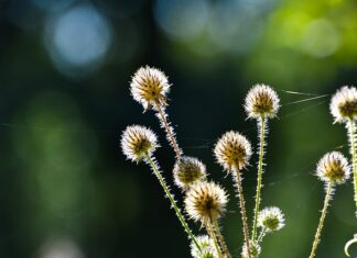Kiedy dziecko może pić herbatkę koperkowa?