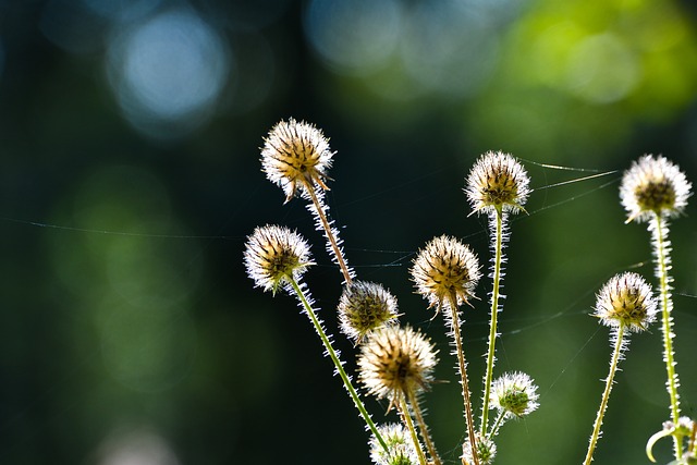Kiedy dziecko może pić herbatkę koperkowa? Kiedy dziecko może pić herbatkę koperkowa?