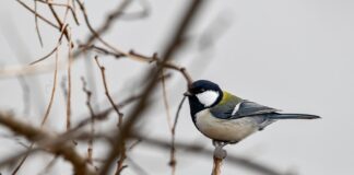 Jak zmierzyć sutki do nakładek?
